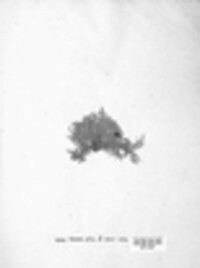 Usnea hirta image